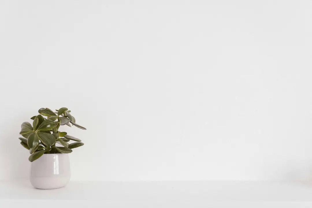 A minimalist image of a small green potted plant against a clean, white background, representing simplicity and calmness.