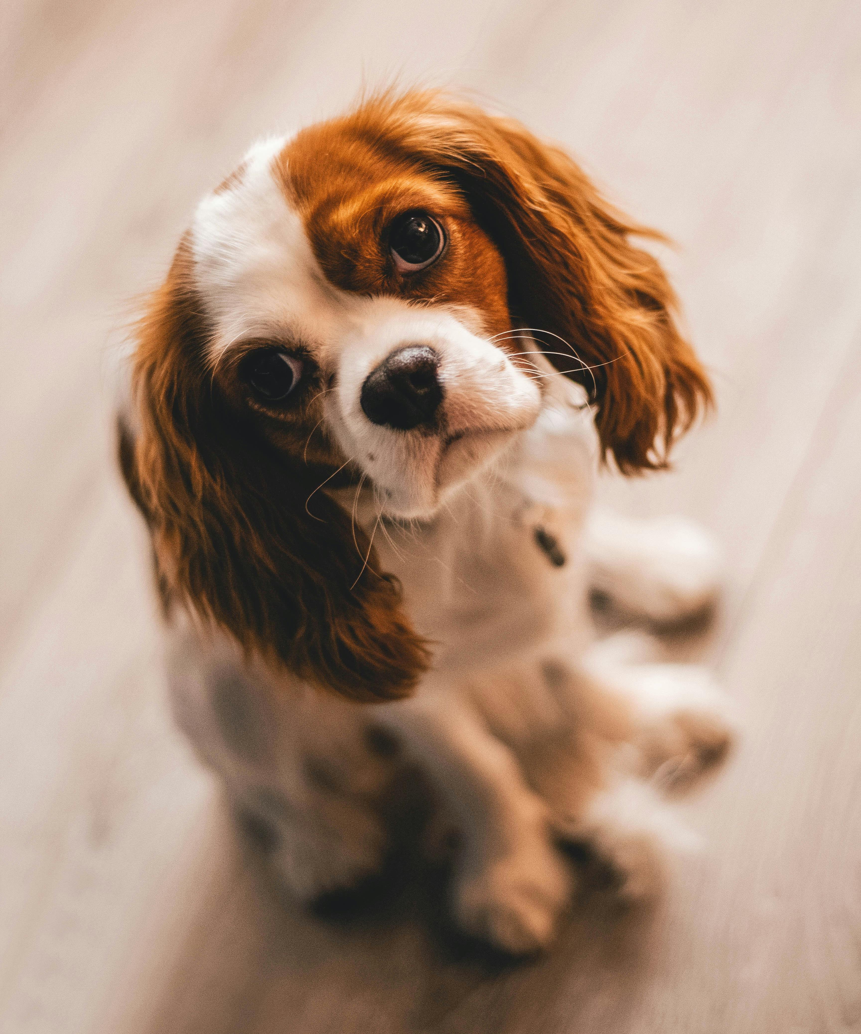 Cute dog