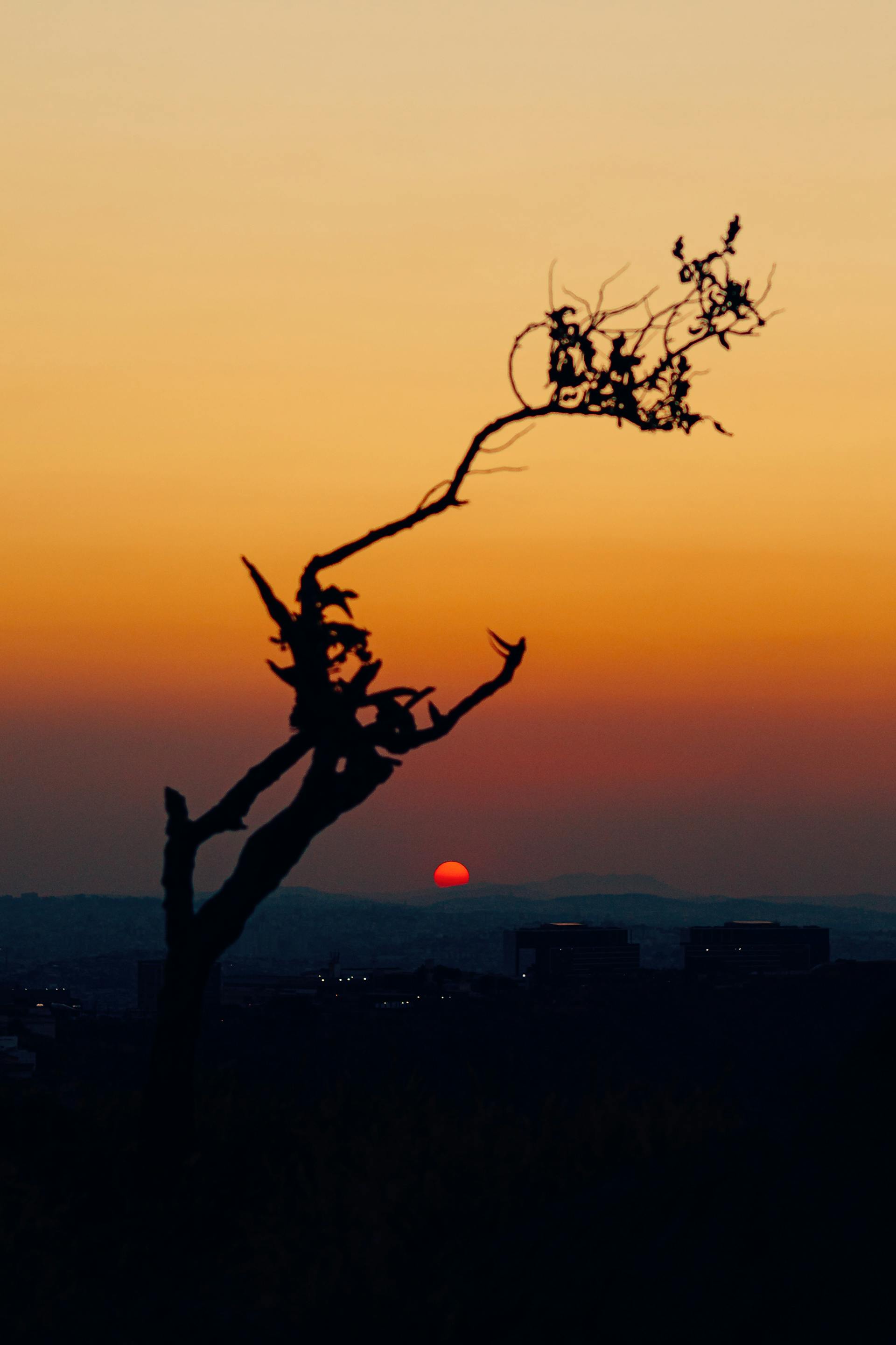 Silhouette of a tree branch against a vivid orange sunset sky with a red sun setting at the horizon.