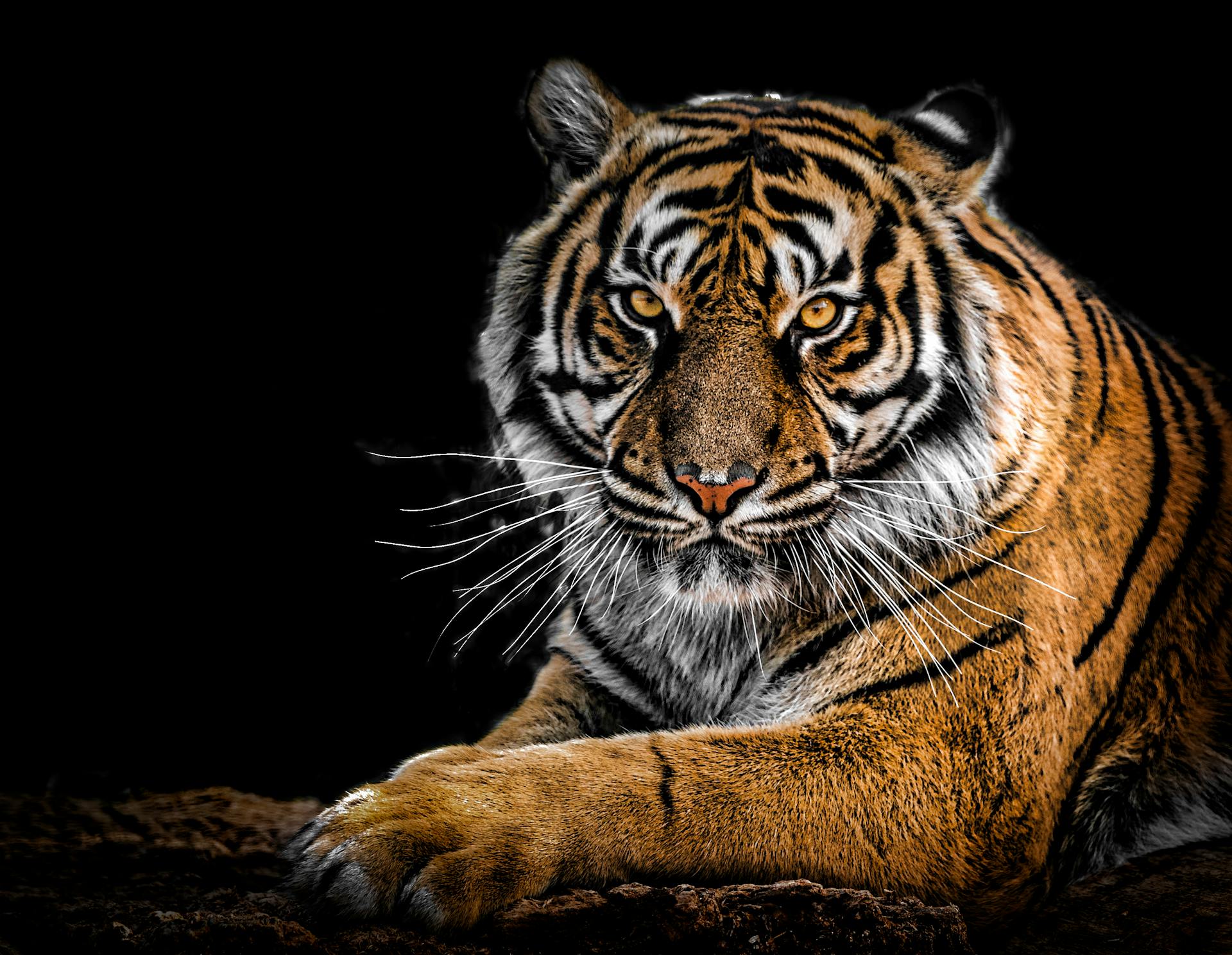 Angry tiger
